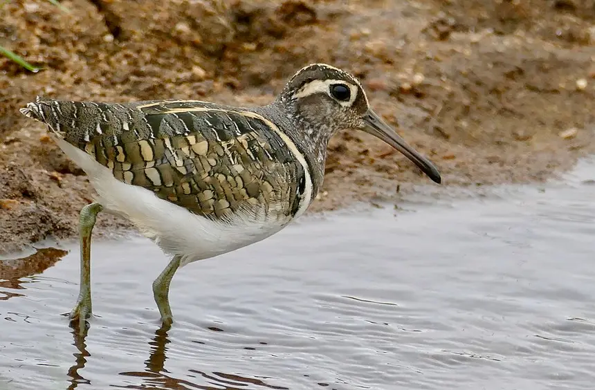 Greater Painted-snipe (Rostratula benghalensis) in Kruger National Park
