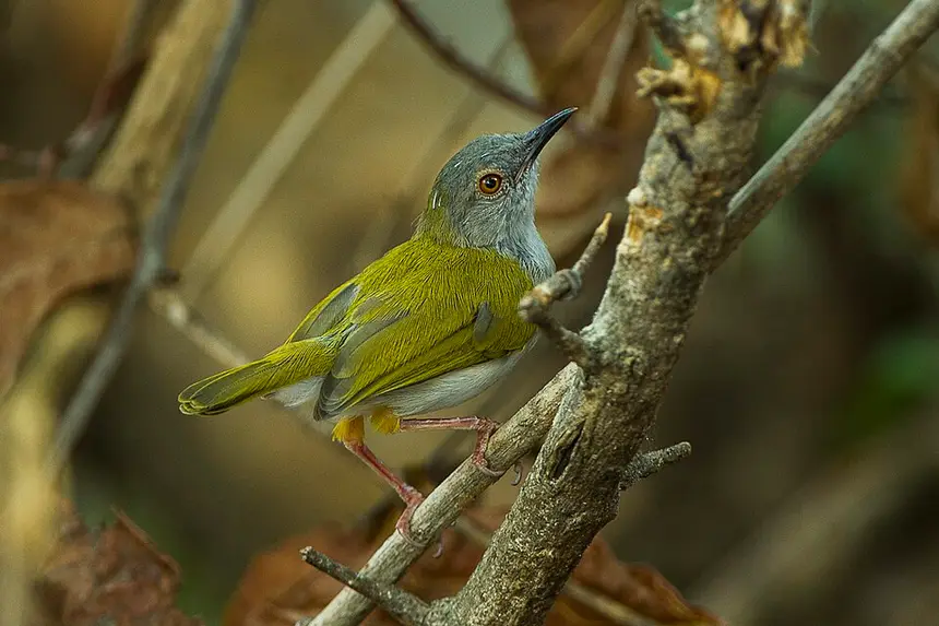 Green-backed Camaroptera (Camaroptera brachyura) in Kruger National Park