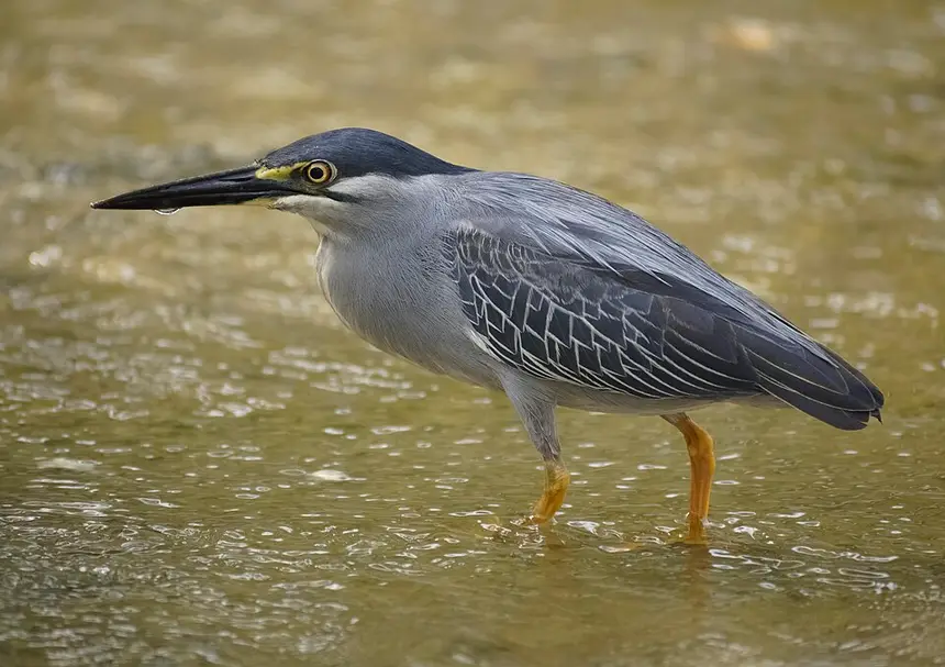 Green-backed Heron (Butorides striata) in Kruger National Park