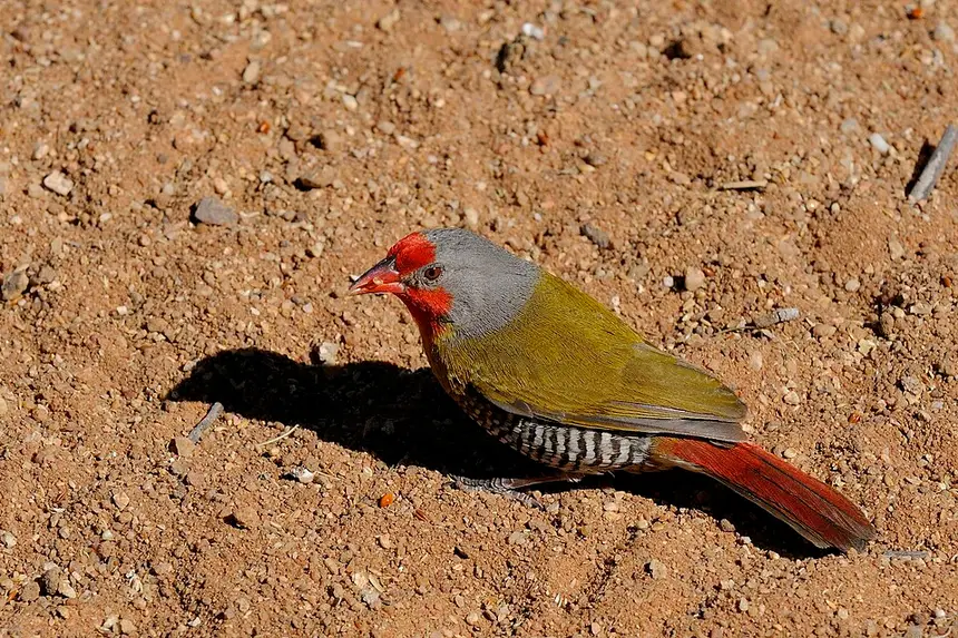 Green-winged Pytilia (Pytilia melba) in Kruger National Park