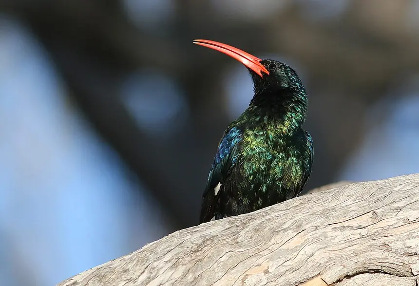 Green Wood-hoopoe (Phoeniculus purpureus) in Kruger National Park