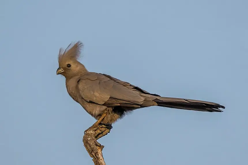 Grey Go-away-bird (Crinifer concolor) in Kruger National Park