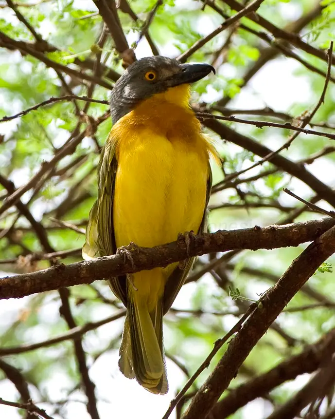 Grey-headed Bush-Shrike (Malaconotus blanchoti) in Kruger National Park