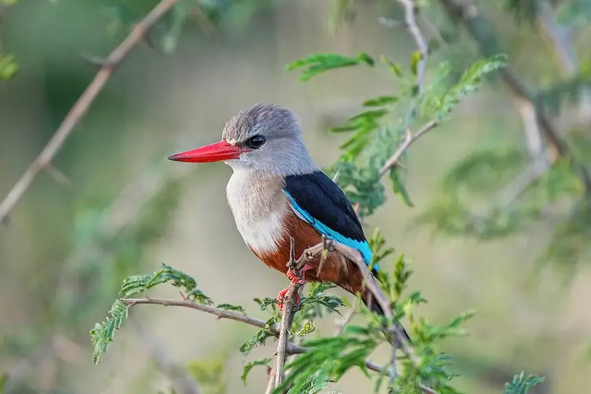 Grey-headed Kingfisher (Halcyon leucocephala) in Kruger National Park