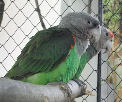 Grey-headed Parrot (Poicephalus fuscicollis suahelicus) in Kruger National Park