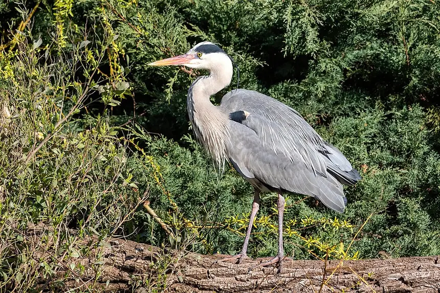Grey Heron (Ardea cinerea) in Kruger National Park