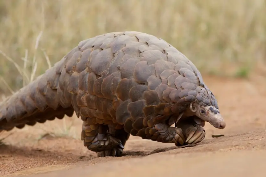 Ground Pangolin (Smutsia temminckii) in Kruger National Park