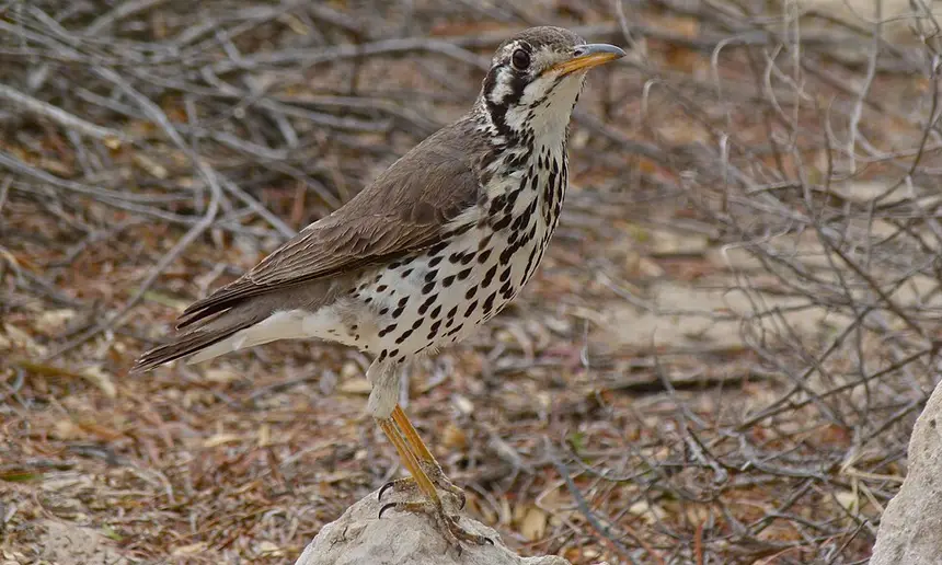 Groundscraper Thrush (Psophocichla litsitsirupa) in Kruger National Park