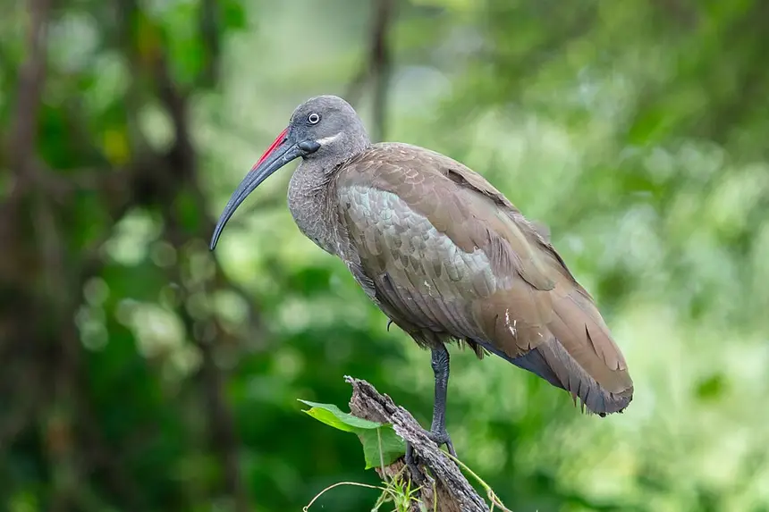 Hadeda Ibis (Bostrychia hagedash) in Kruger National Park