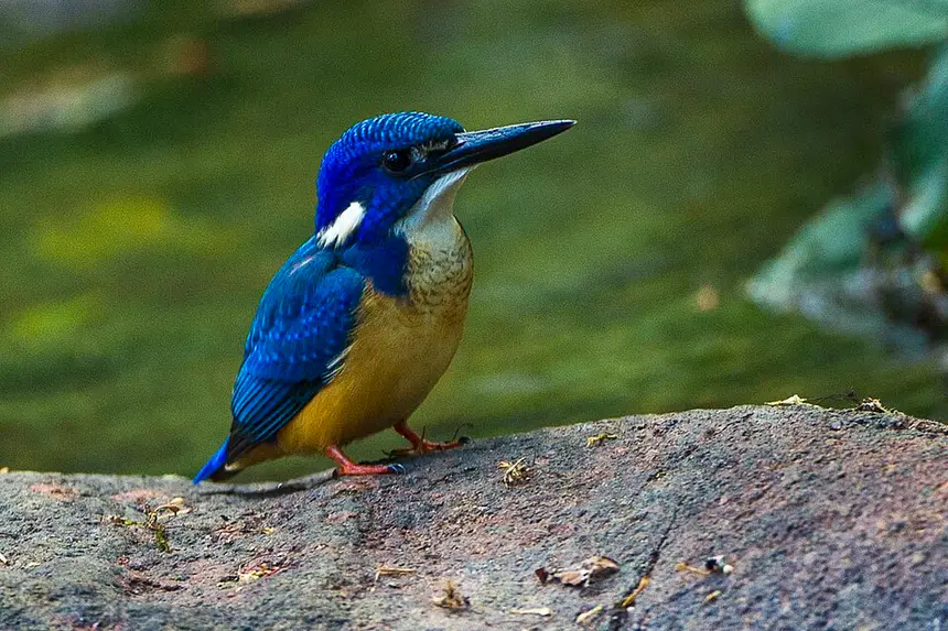 Half-collared Kingfisher (Alcedo semitorquata) in Kruger National Park