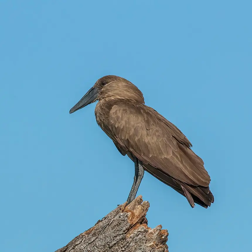 Hamerkop (Scopus umbretta) in Kruger National Park