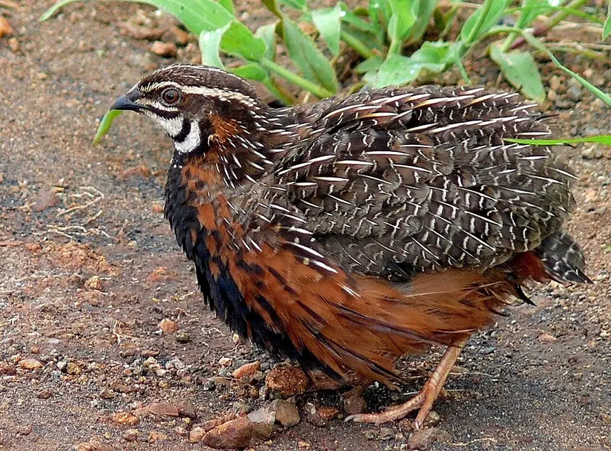 Harlequin Quail (Coturnix delegorguei) in Kruger National Park