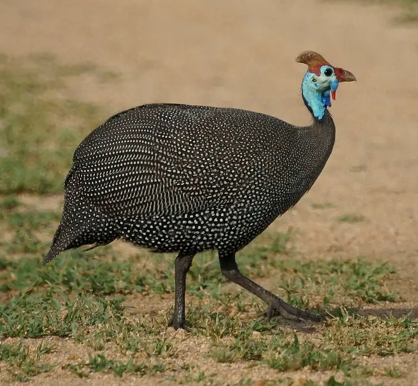 Helmeted Guineafowl (Numida meleagris) in Kruger National Park