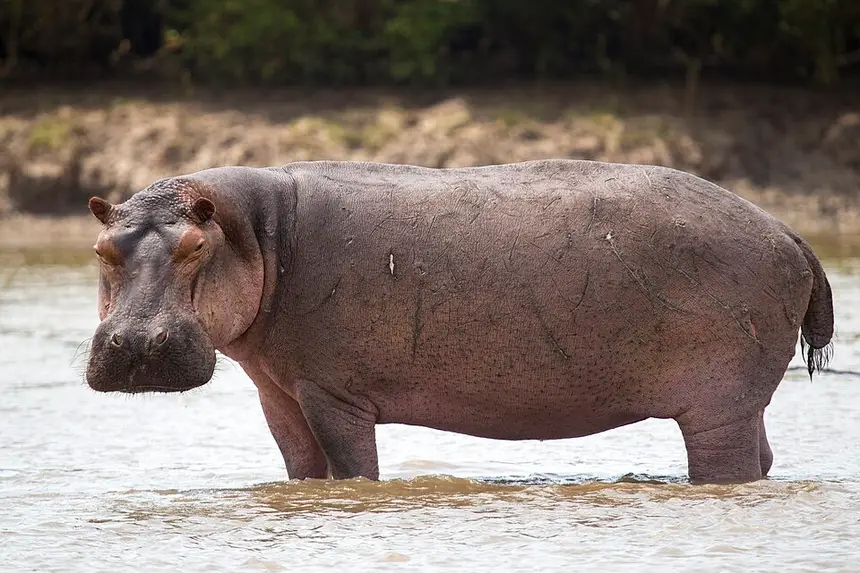 Hippopotamus (Hippopotamus amphibius) in Kruger National Park