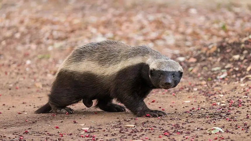 Honey Badger (Mellivora capensis) in Kruger National Park