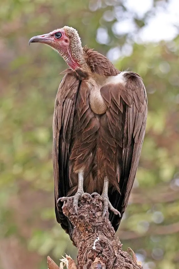 Hooded Vulture (Necrosyrtes monachus) in Kruger National Park