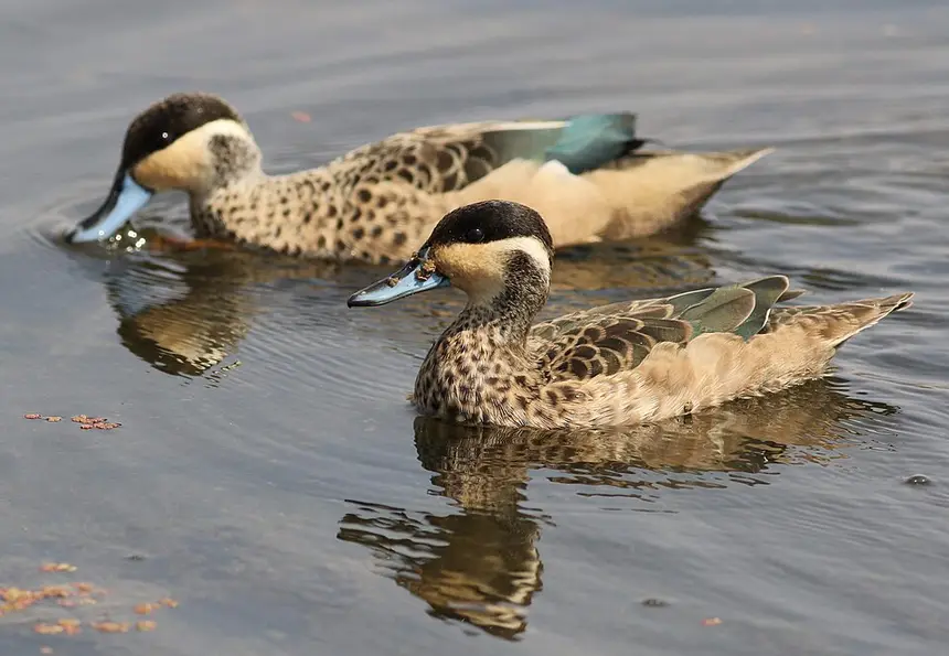 Hottentot Teal (Spatula hottentota) in Kruger National Park