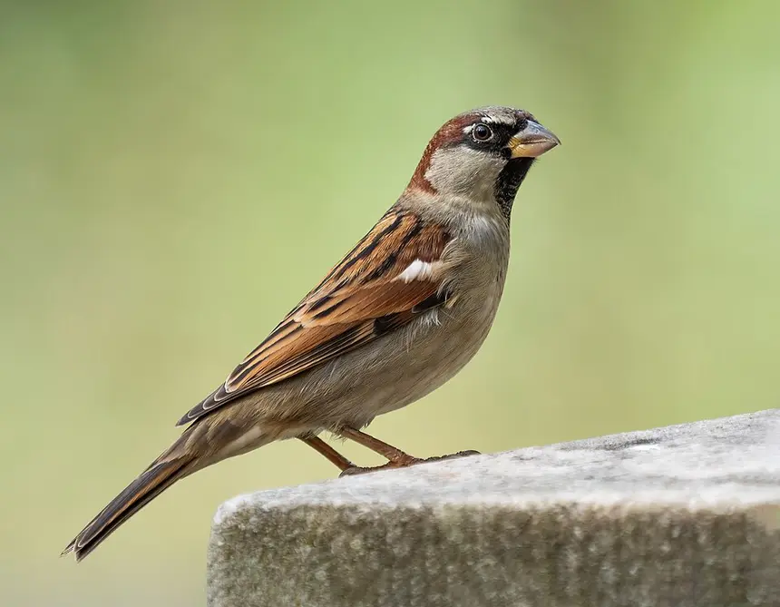 House Sparrow (Passer domesticus) in Kruger National Park