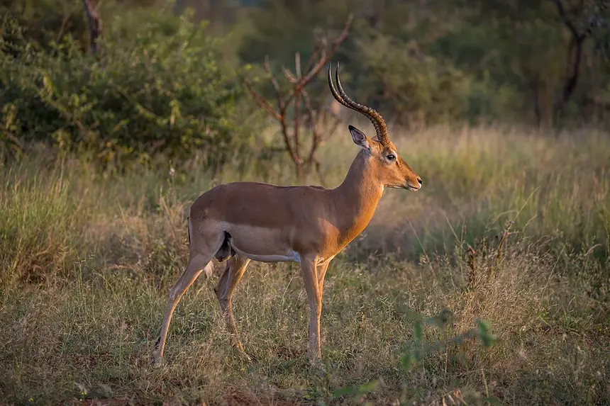 Impala (Aepyceros melampus) in Kruger National Park