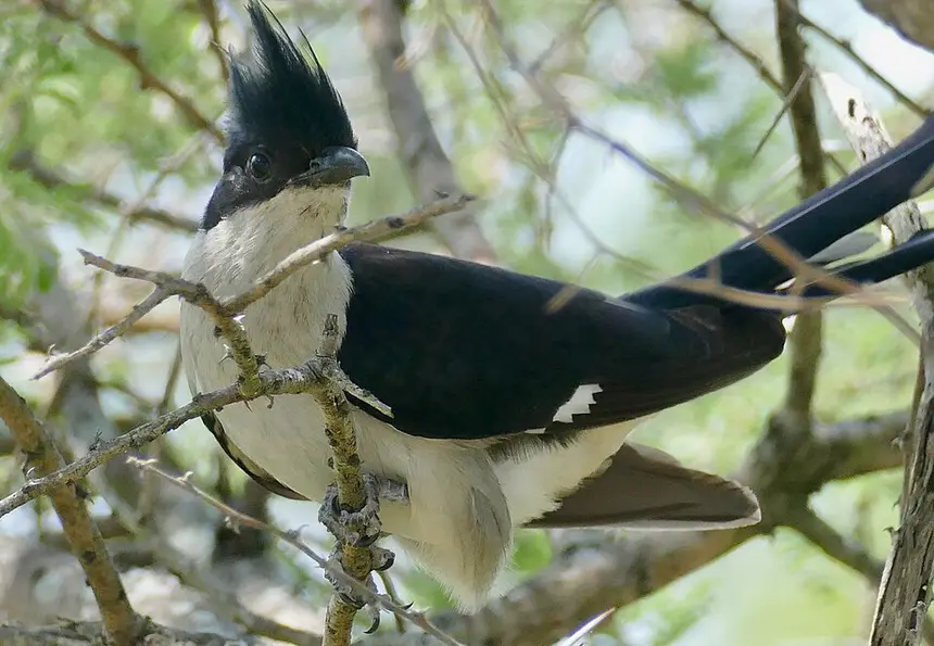 Jacobin Cuckoo (Clamator jacobinus) in Kruger National Park