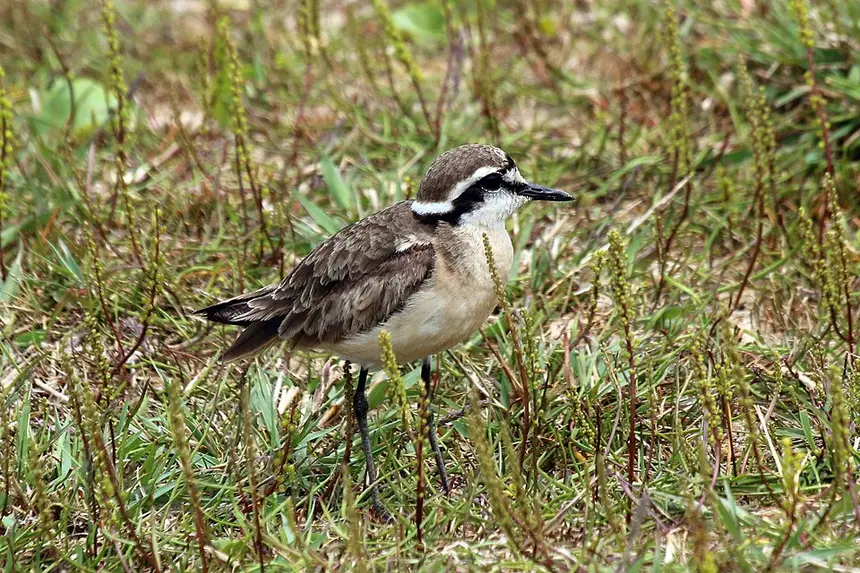 Kittlitz's Plover (Charadrius pecuarius) in Kruger National Park