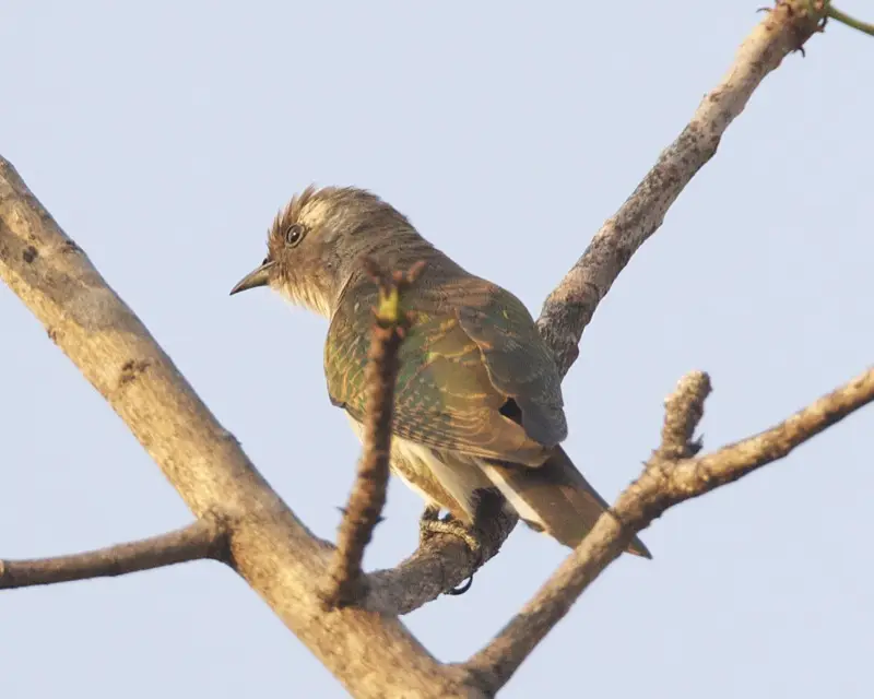 Klaas's Cuckoo (Chrysococcyx klaas) in Kruger National Park