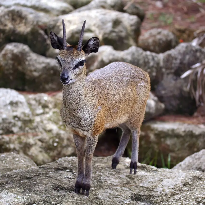 Klipspringer (Oreotragus oreotragus) in Kruger National Park