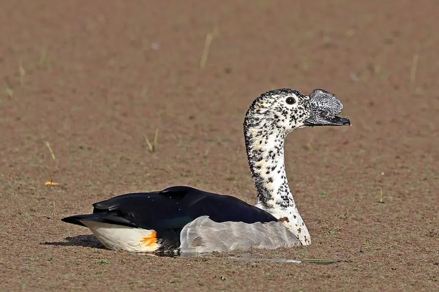 Knob-billed Duck (Sarkidiornis melanotos) in Kruger National Park
