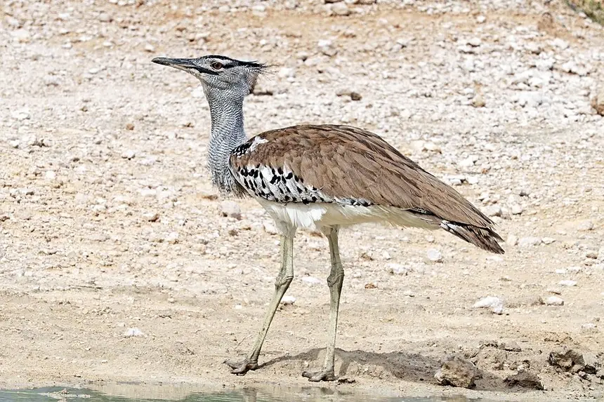 Kori Bustard (Ardeotis kori) in Kruger National Park