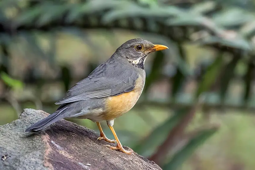 Kurrichane Thrush (Turdus libonyanus) in Kruger National Park