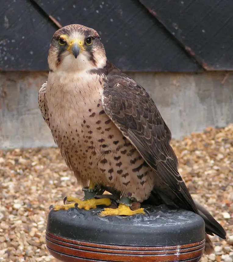 Lanner Falcon (Falco biarmicus) in Kruger National Park