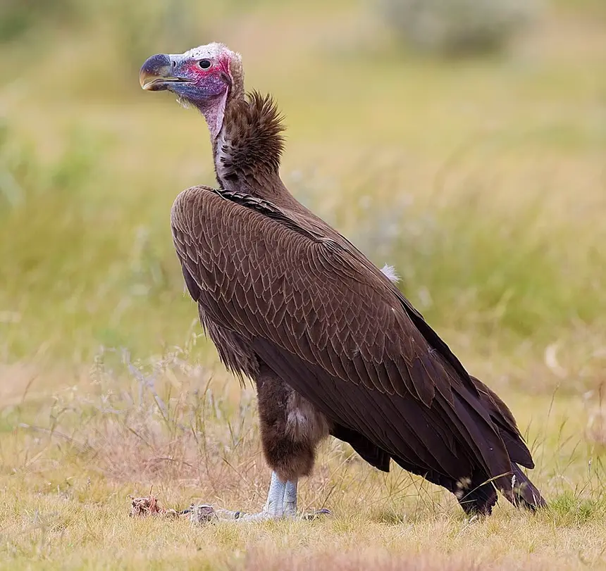 Lappet-faced Vulture (Torgos tracheliotos) in Kruger National Park
