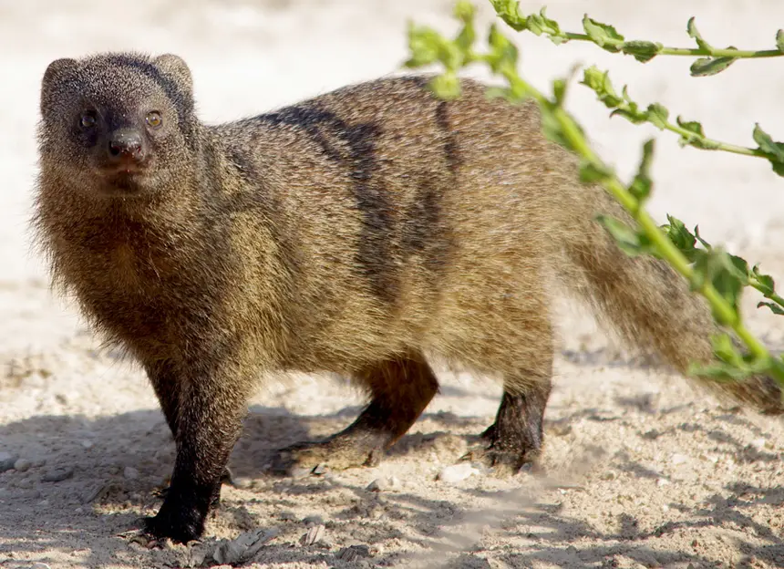 Large Grey Mongoose (Herpestes ichneumon) in Kruger National Park