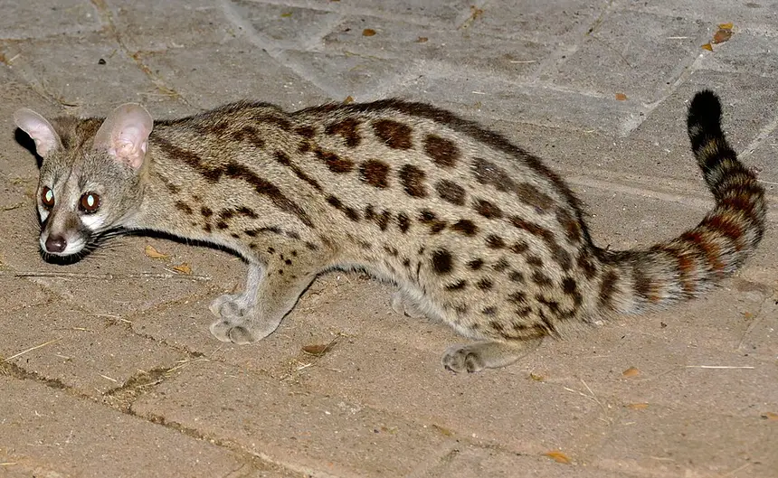 Large-spotted Genet (Genetta tigrina) in Kruger National Park