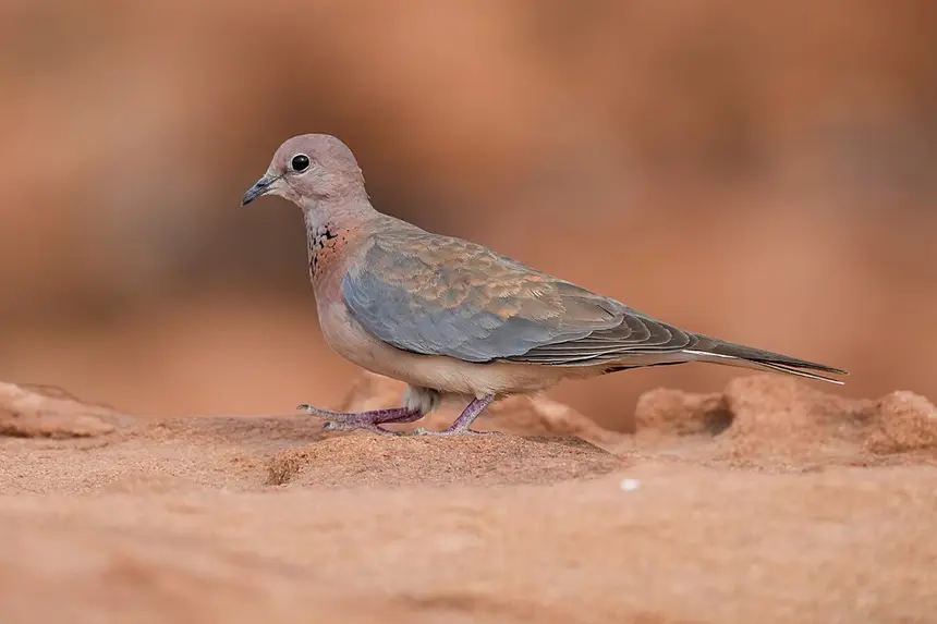 Laughing Dove (Spilopelia senegalensis) in Kruger National Park
