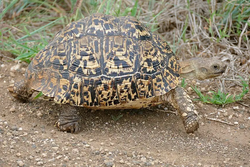 Leopard Tortoise (Stigmochelys pardalis) in Kruger National Park