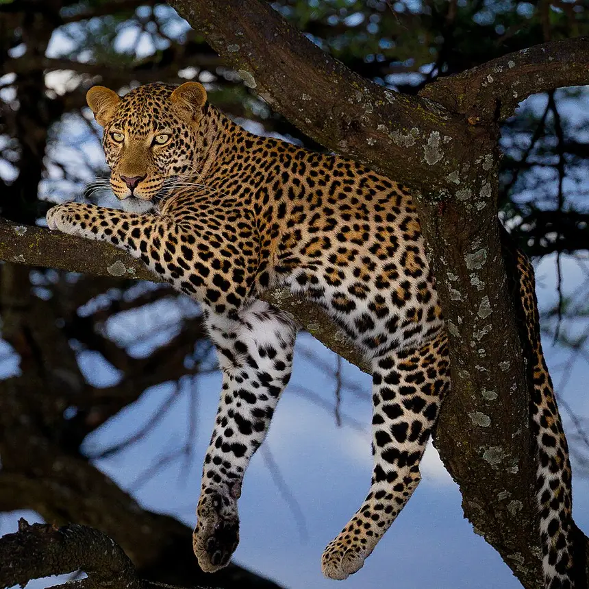 Leopard (Panthera pardus) in Kruger National Park