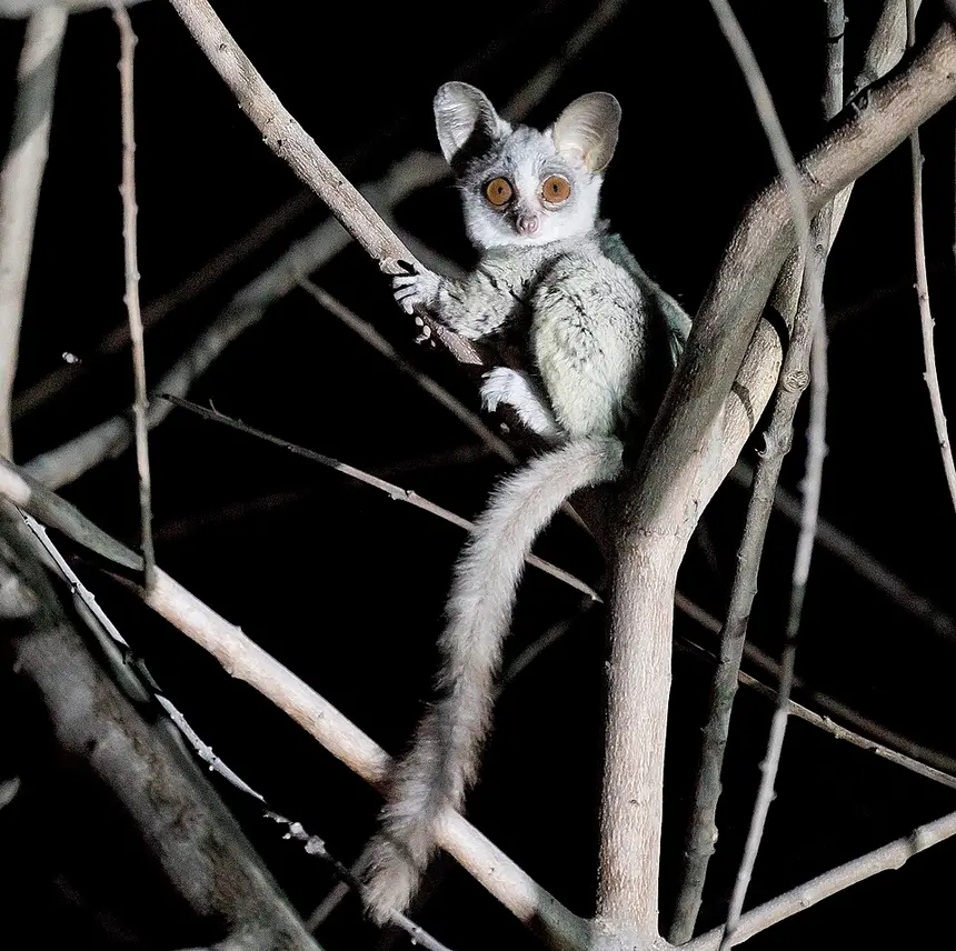 Lesser Bushbaby (Galago moholi) in Kruger National Park