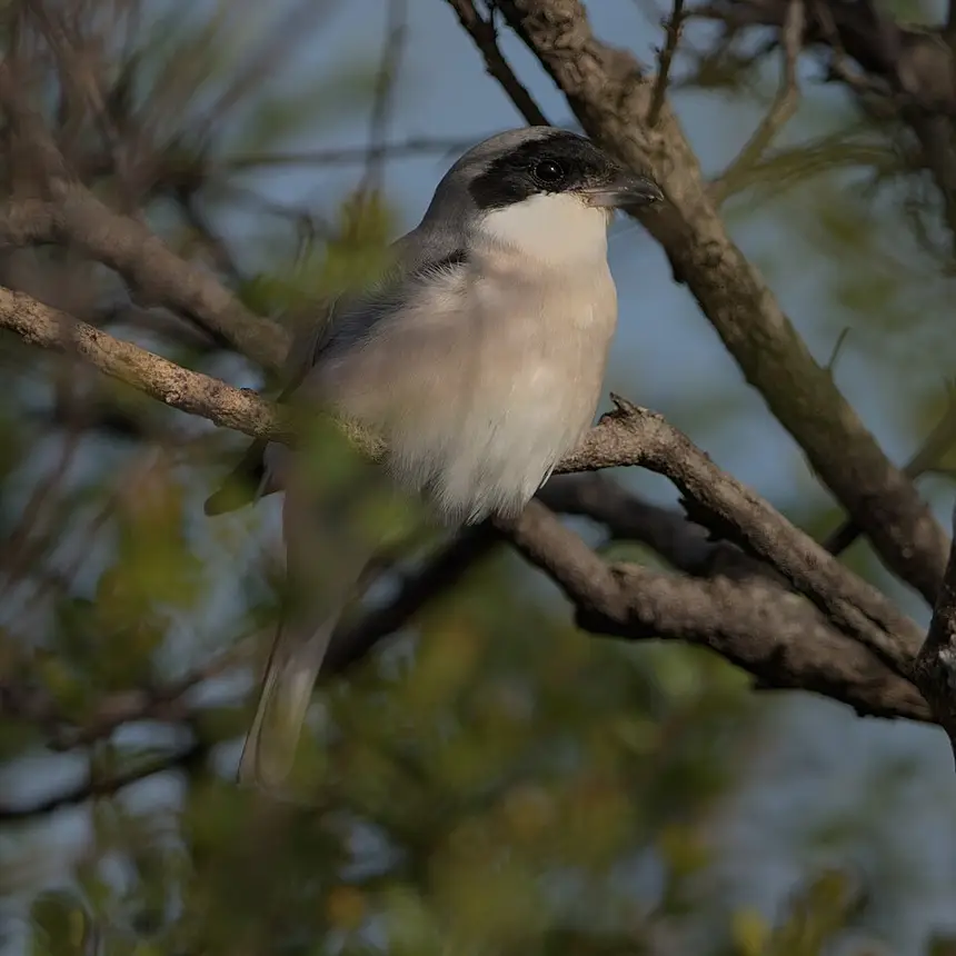 Lesser Grey Shrike (Lanius minor) in Kruger National Park