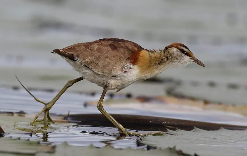 Lesser Jacana (Microparra capensis) in Kruger National Park