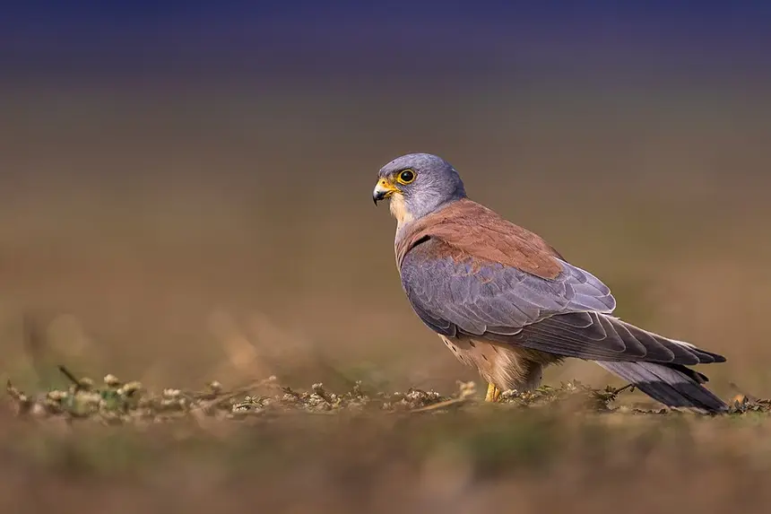 Lesser Kestrel (Falco naumanni) in Kruger National Park