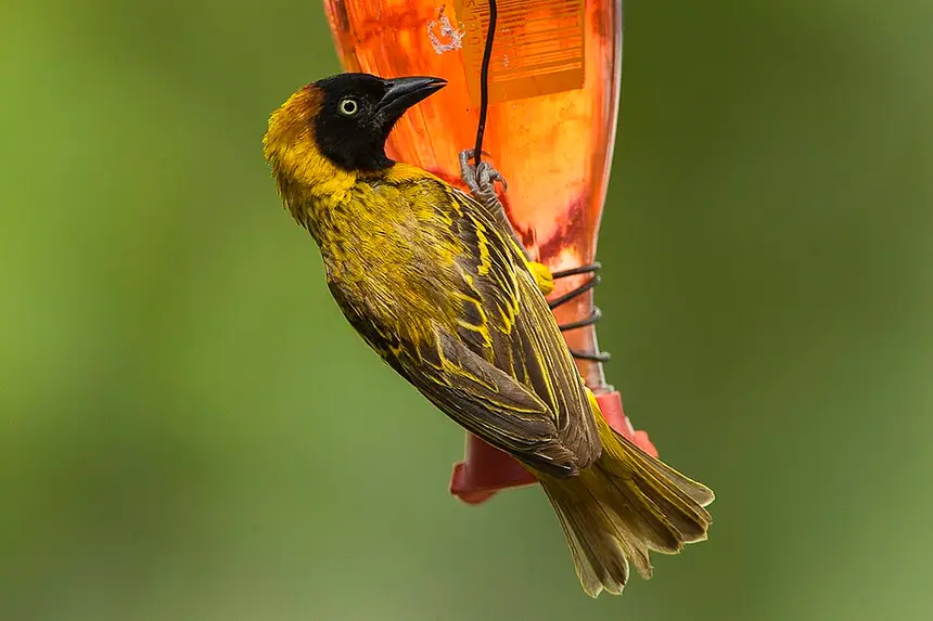 Lesser Masked Weaver (Ploceus intermedius) in Kruger National Park