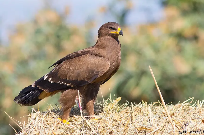 Lesser Spotted Eagle (Clanga pomarina) in Kruger National Park