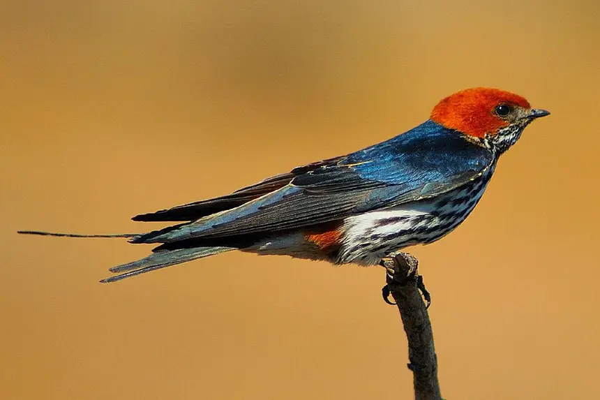 Lesser Striped Swallow (Cecropis abyssinica) in Kruger National Park