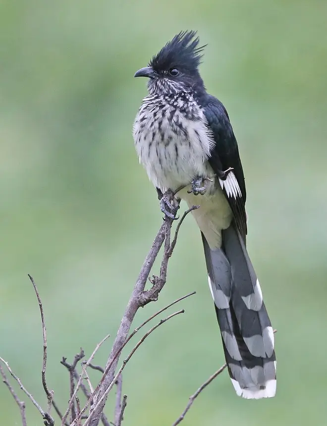 Levaillant's Cuckoo (Clamator levaillantii) in Kruger National Park