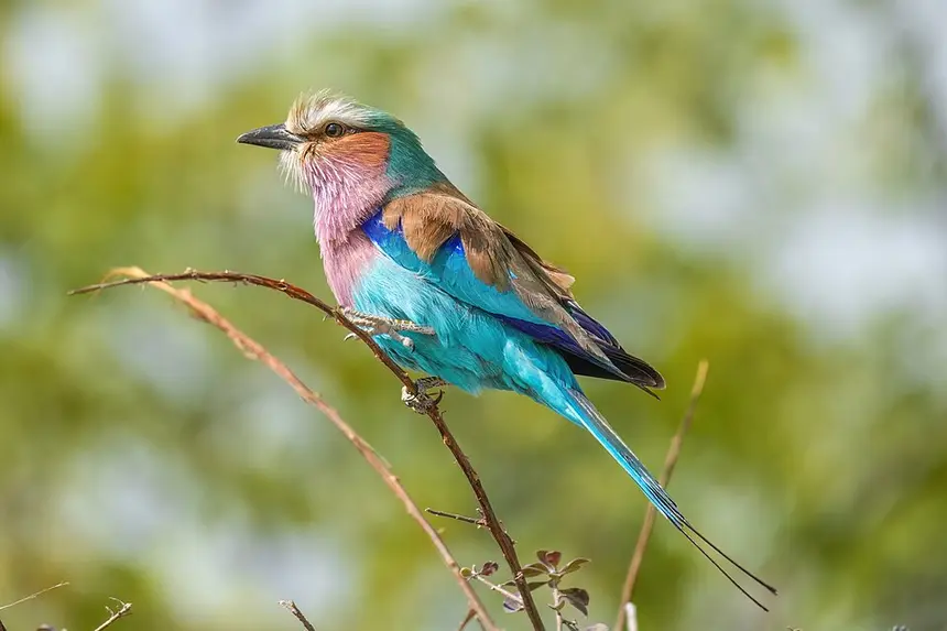 Lilac-breasted Roller (Coracias caudatus) in Kruger National Park