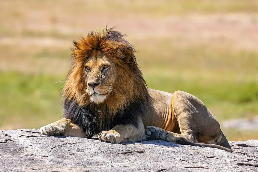 Lion (Panthera leo) in Kruger National Park