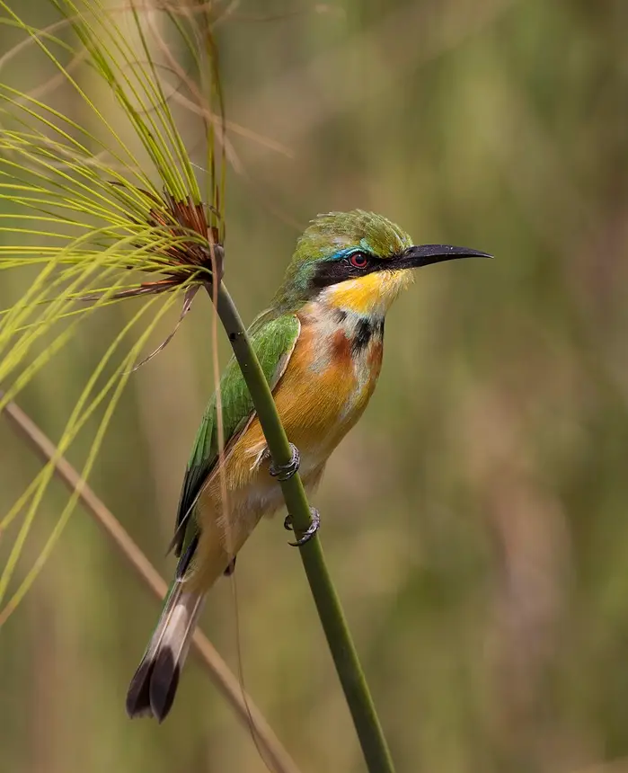 Little Bee-eater (Merops pusillus) in Kruger National Park