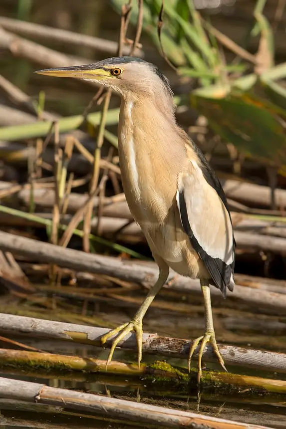 Little Bittern (Ixobrychus minutus) in Kruger National Park