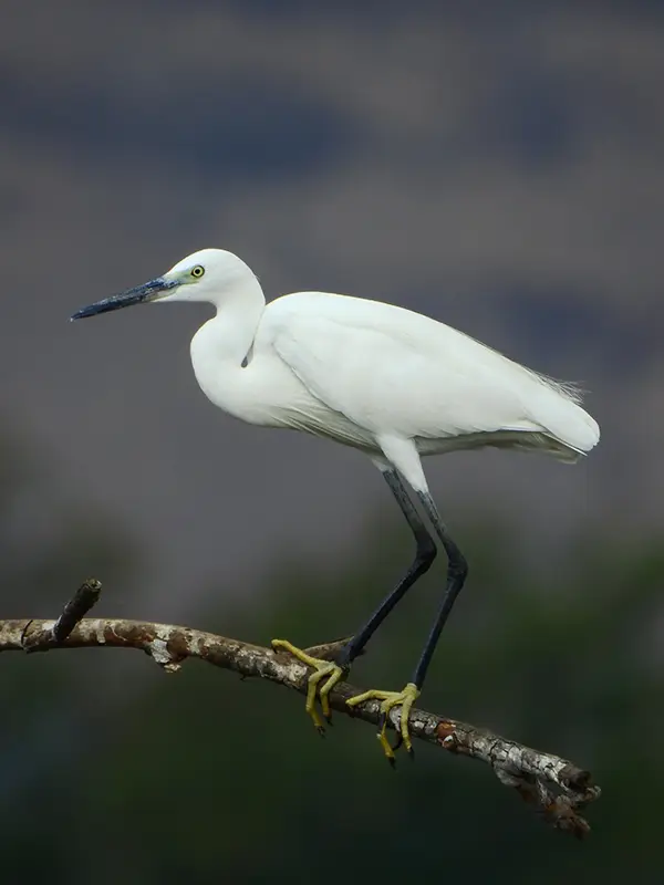 Little Egret (Egretta garzetta) in Kruger National Park